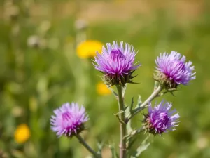 Ostropest na co? Odkryj jego właściwości i zastosowanie